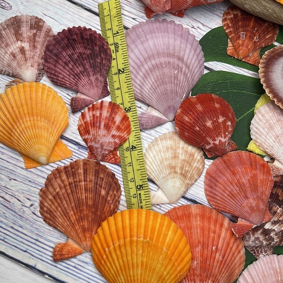 Gorgeous Lot of Colorful Unique Scallop Shells DIY Crafting Collecting Bundle - Picture 11 of 12
